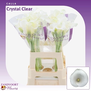 Calla Crystal Clear