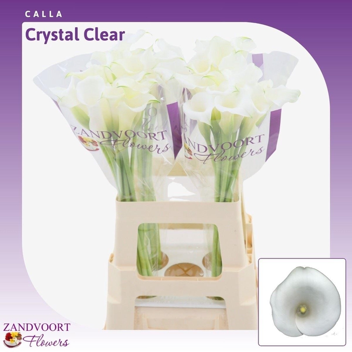 Calla Crystal Clear