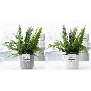 Nephr Green Lady Keramiek Sophie