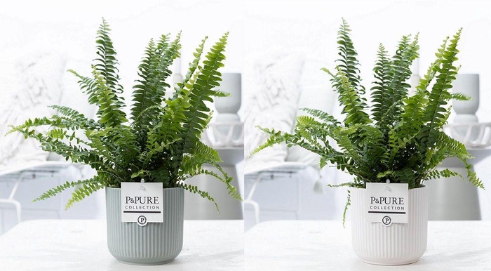 <h4>Nephrolepis Green Lady in P&PURE Sophie cer. ass.2</h4>