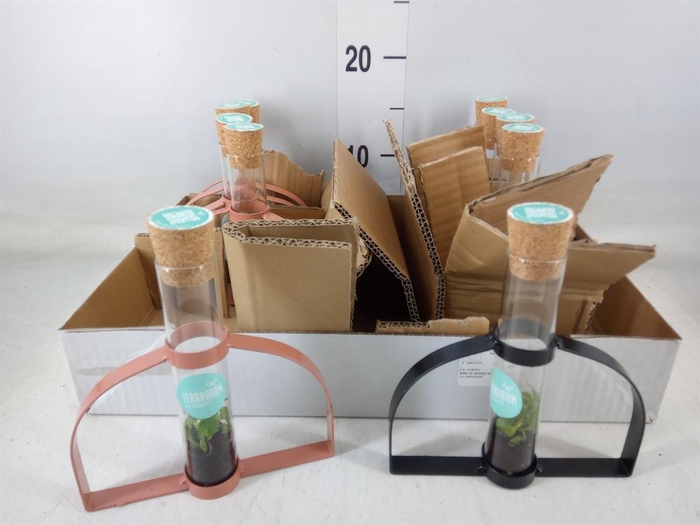 <h4>Arr.    Planten  L%</h4>