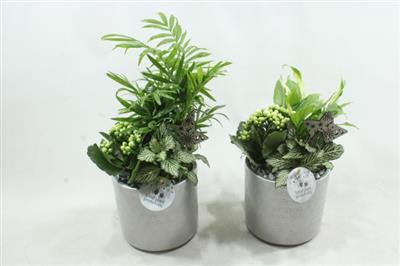 <h4>SC001 AMY SILVER</h4>