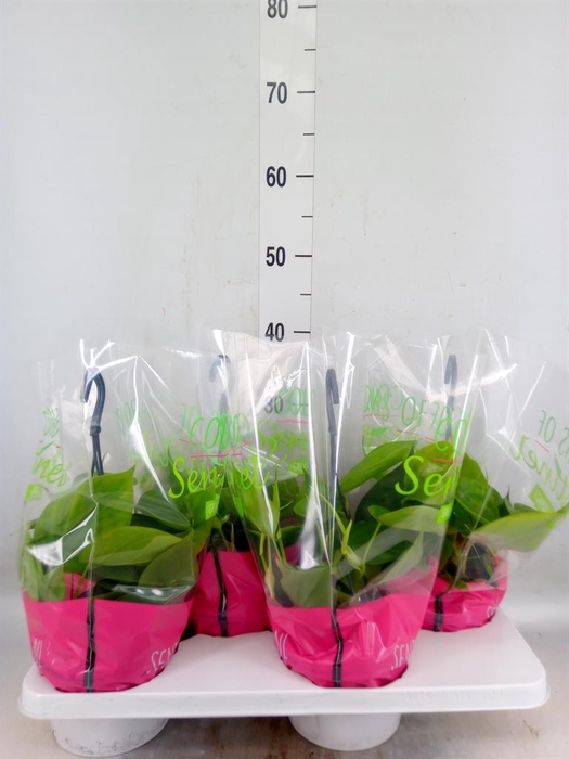 <h4>Philodendron scand.</h4>