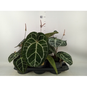 Anthurium crys. 'Karma Crystal Hyb'