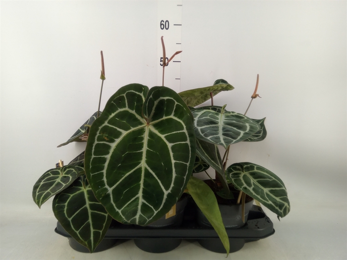 <h4>Anthurium crys. 'Karma Crystal Hyb'</h4>
