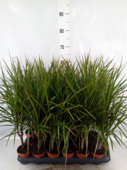 <h4>Dracaena marg.</h4>