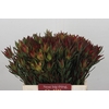 Leucadendron Blush Spray