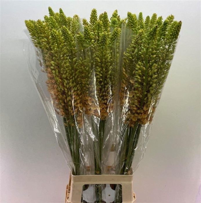 <h4>EREMURUS ROBUSTUS</h4>