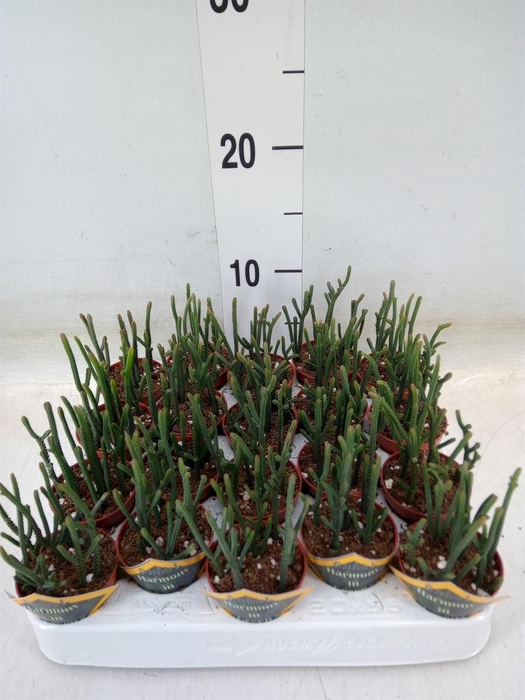 <h4>Crassula   ...</h4>