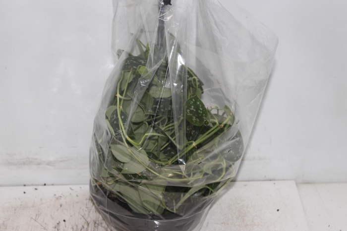 <h4>SCINDAPSUS ARGYRAEUS C21 MIN 50 CM PENDENTE</h4>