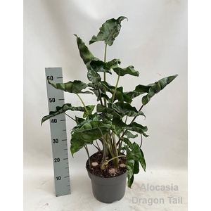 Alocasia Dragon Tail 23cm