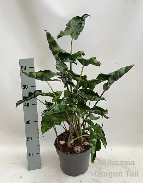 <h4>Alocasia Dragon Tail 23cm</h4>