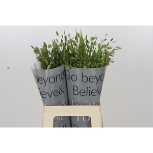 Chasmanthium latifolium