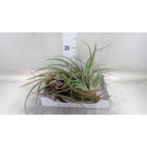 Tillandsia