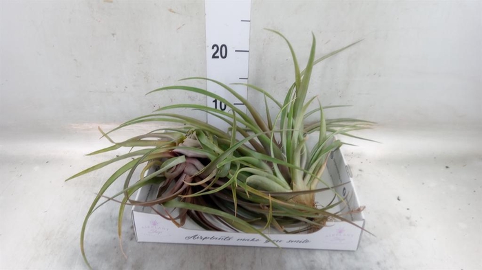 <h4>Tillandsia</h4>