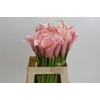 Zantedeschia Eydolls Pink