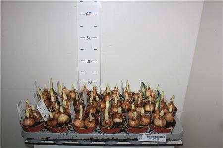 <h4>Narcis T Geranium</h4>