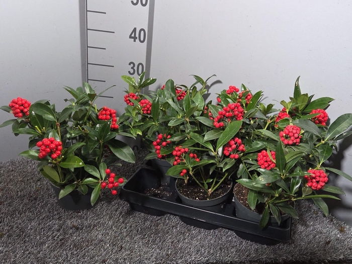 <h4>SKIM JAPONICA</h4>