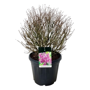 Syringa BLOOMERANG® 'Dark Purple'