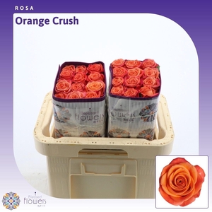 Rosa gr Orange Crush
