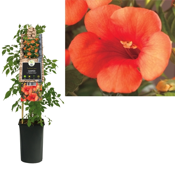 <h4>Campsis t. 'Madame Galen' +3.0 label</h4>