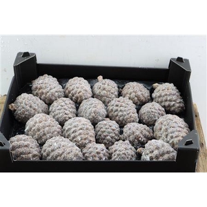 DENNENAPPEL H% ST
