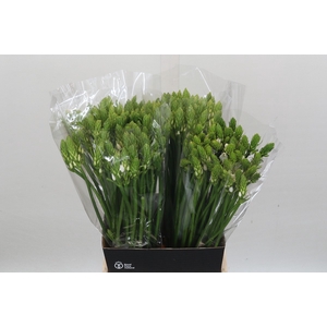 Ornithogalum Thyrsoides