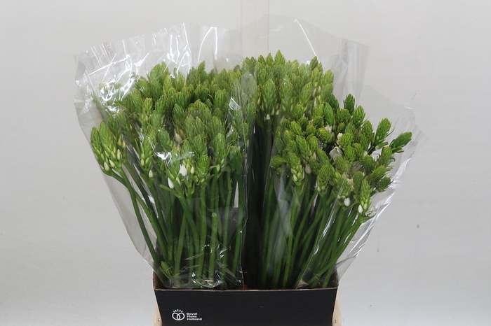 <h4>Ornithogalum Thyrsoides</h4>
