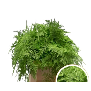 Asparagus 1e Veren Groen appel