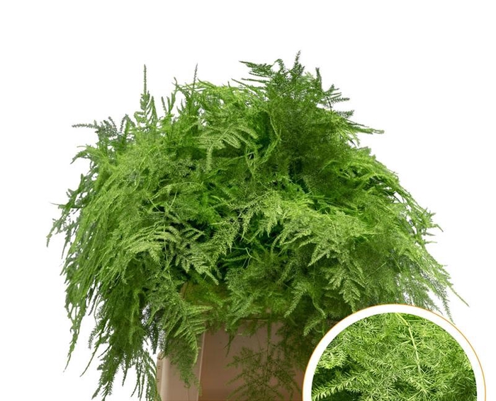 <h4>Asparagus 1e Veren Groen appel</h4>