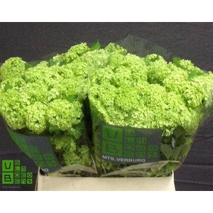 Viburnum Roseum St 4 Bal