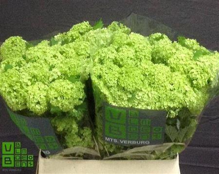 <h4>Viburnum Roseum St 4 Bal</h4>