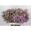 Chamelaucium Dancing Queen
