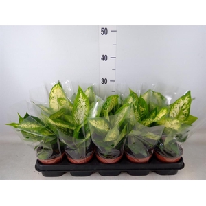 Dieffenbachia  'Compacta'