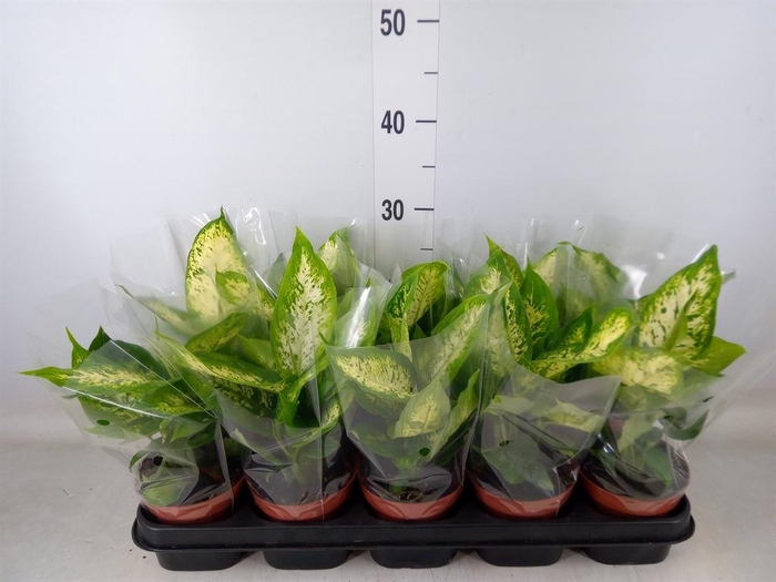 <h4>Dieffenbachia  'Compacta'</h4>