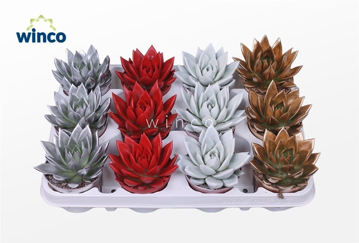 <h4>Echeveria Agavoides Paint Christmas Mix</h4>