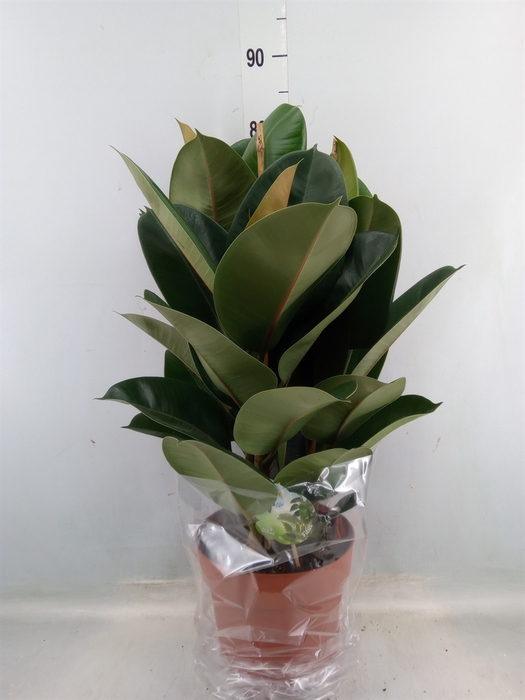 <h4>Ficus elastica 'Robusta'</h4>