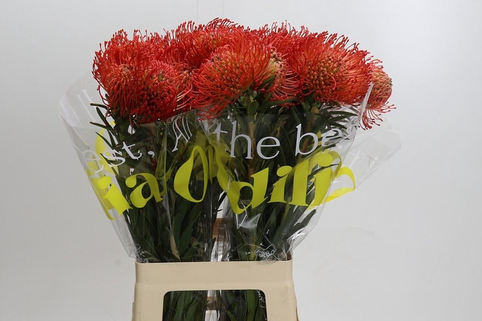 <h4>Nutans Succession</h4>