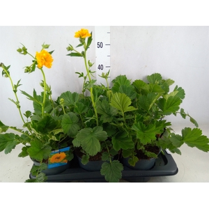 Geum chiloense