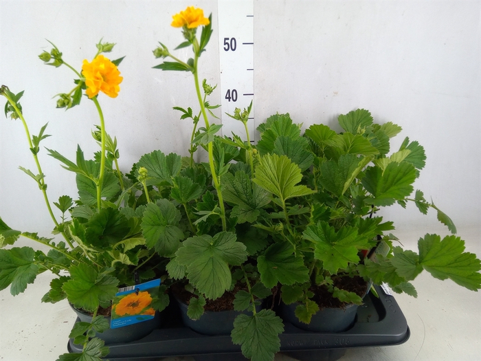 <h4>Geum chiloense</h4>