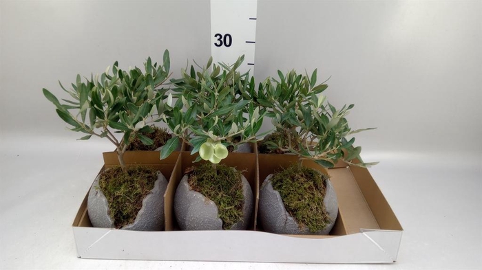 Arr.   Tuinplanten L%