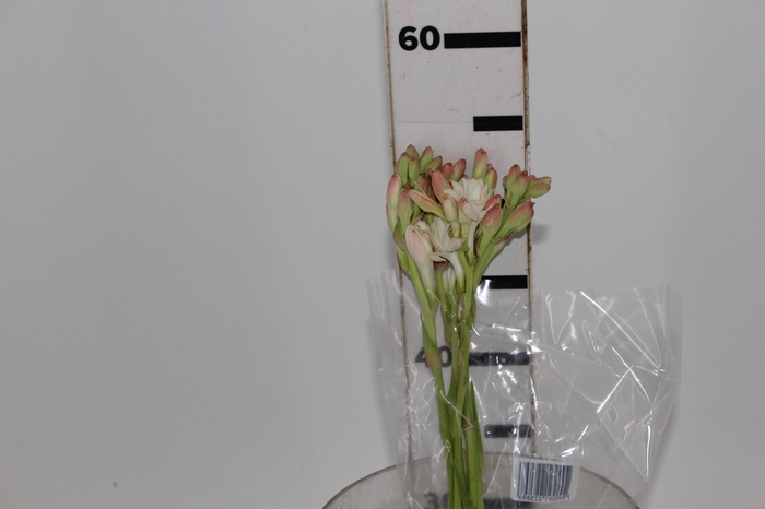 <h4>ANGELICA 060 CM</h4>