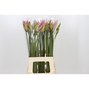 AMARINE BELLADIVA LICHT ROZE AMARIN