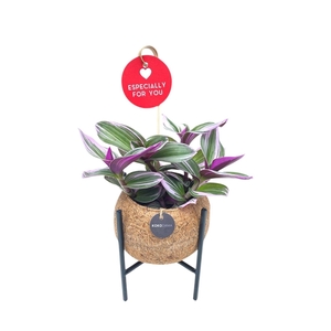 Kokodama 12 cm Industrial tradescantia