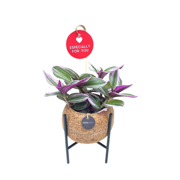 <h4>Kokodama 12 cm Industrial tradescantia</h4>