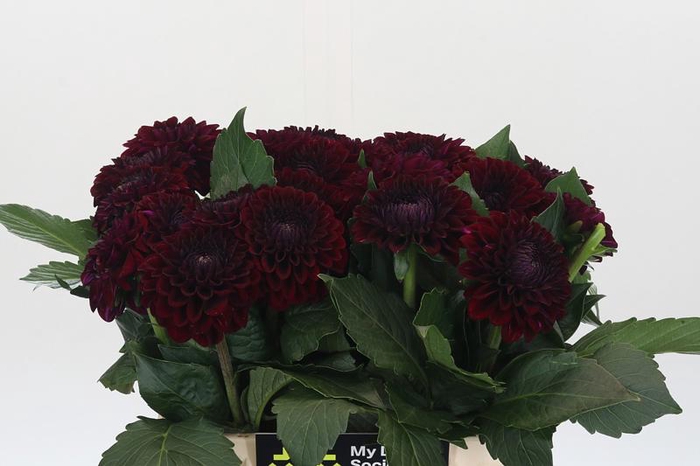 <h4>Dahlia Black Fox</h4>
