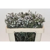 Kaaps Groen Silver Brunia