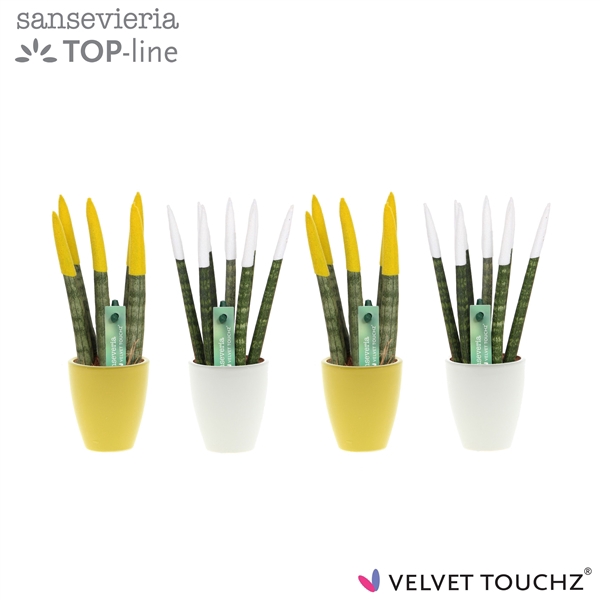 <h4>Sansevieria VELVET TOUCHZ® Classic Easter mix in keramiek Osaka</h4>