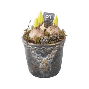 PTHCH2169 Arrangement Hyancint Christmas in beton pot