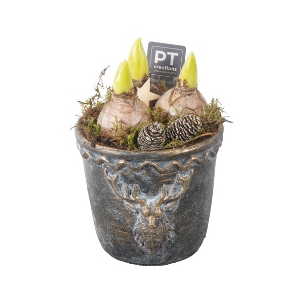 <h4>PTHCH2169 Arrangement Hyancint Christmas in beton pot</h4>